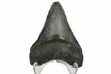 Serrated, Fossil Megalodon Tooth - South Carolina #149155-2